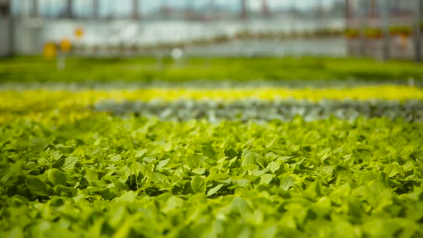 Jonge groene scheuten van planten — Stockvideo