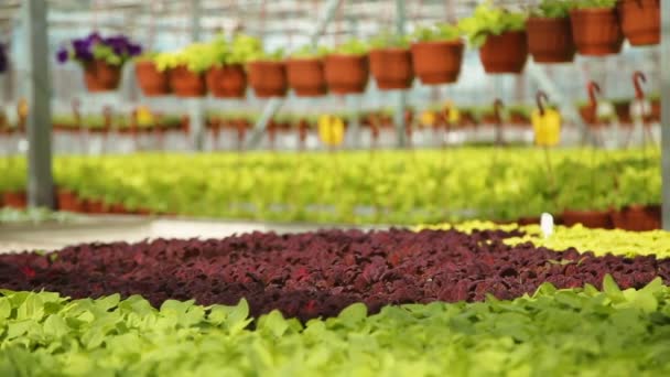 Pěstování ve sklenících — Stock video