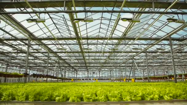 Cultivo de salada verde na indústria — Vídeo de Stock