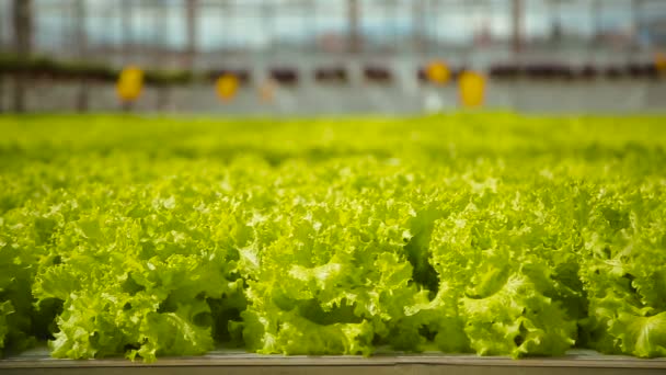 Plantación de ensalada verde — Vídeos de Stock