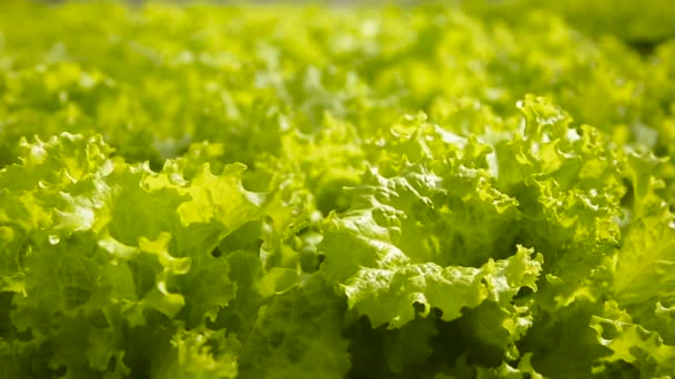 A kertben friss salátával — Stock videók