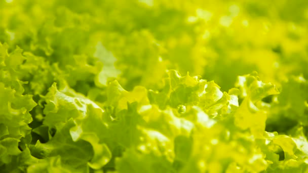 Fräsch grönsallad under solen — Stockvideo