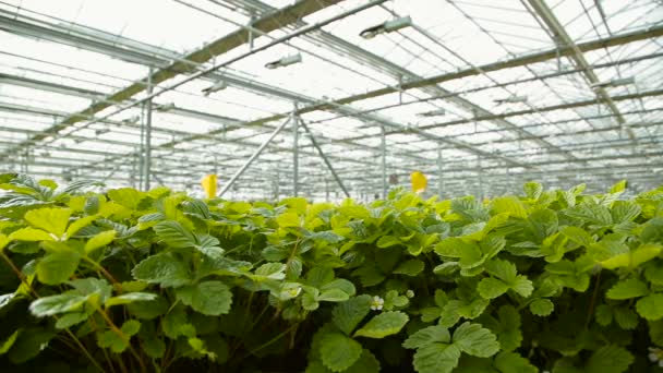 Zaailingen van aardbeien in de kas — Stockvideo