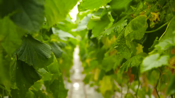 Огірковий овочевий сад в теплиці — стокове відео