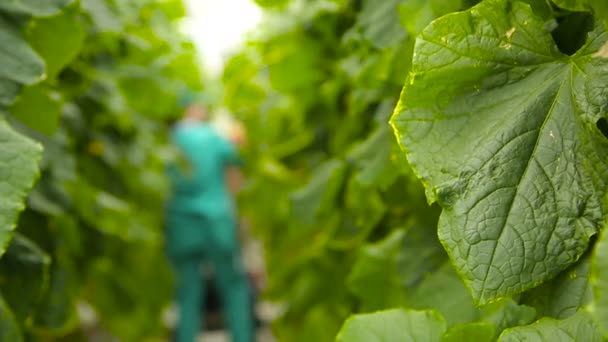 Ziraat Mühendisi arasında salatalık Yani bitkiler — Stok video