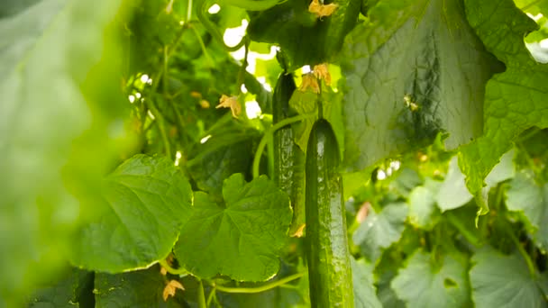 Ripe crop of cucumbers — Stock Video