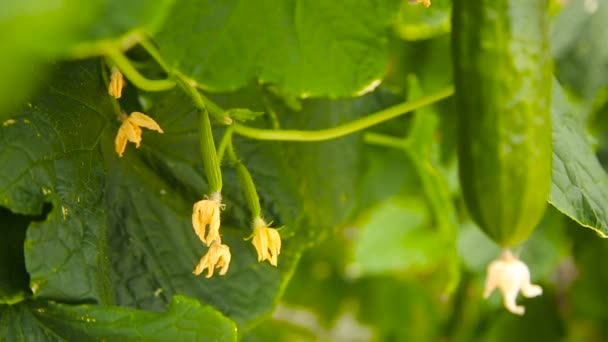 Квітучий огірок на гілці — стокове відео
