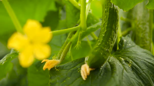 Cucumber flower and fruit of cucumber — Stock Video