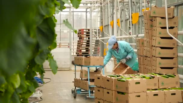 Folding crop of cucumbers in the box for further delivery to the shops — Stock Video