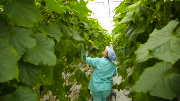 Kvinnan skördar gurkor i ett växthus, bakifrån — Stockvideo