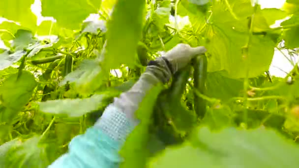 De teler oogsten komkommers — Stockvideo