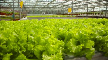 Tarlaları sera içinde marul ile