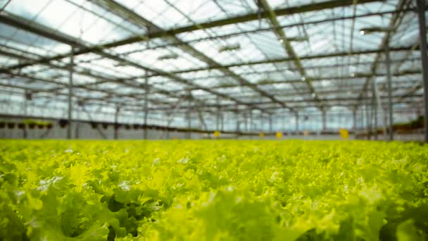 Cultivo de lechuga en invernadero — Vídeos de Stock