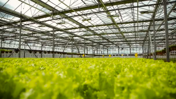 Plantación verde en el invernadero — Vídeos de Stock