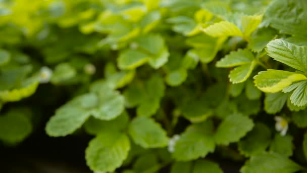 Bloeiende aardbei in de tuin — Stockvideo