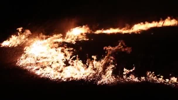 Fuego en el campo. Hierba ardiente — Vídeos de Stock