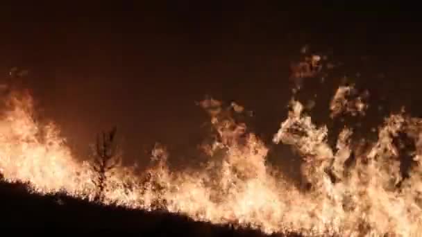 Ogień na polu. Wypalanie traw — Wideo stockowe