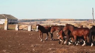 Atları istikrarlı sürüsü