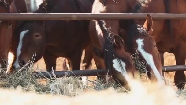Pferde fressen Heu auf dem Hof — Stockvideo