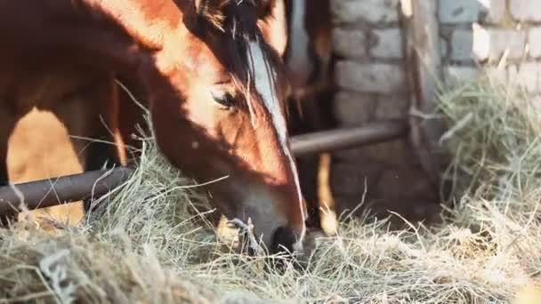Cavalos comendo feno na fazenda close-up — Vídeo de Stock