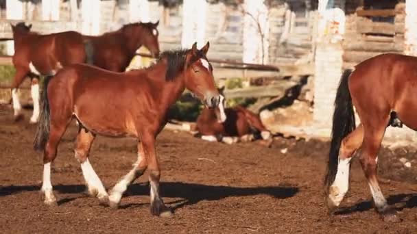 Стадо лошадей в конюшне — стоковое видео