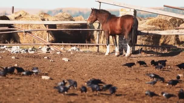 Cavallo nel paddock — Video Stock