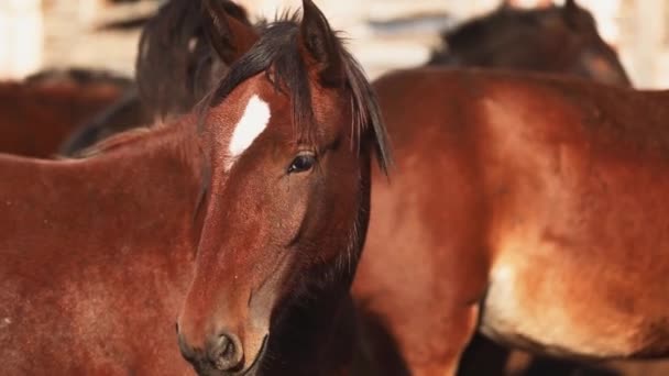 Horse grazing closeup — Stock Video