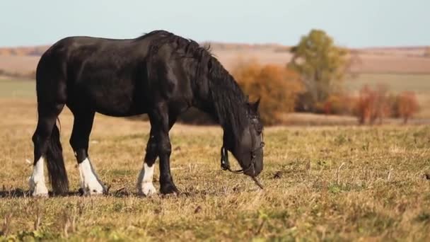 Paard in veld — Stockvideo