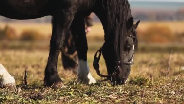 Häst i fältet närbild — Stockvideo