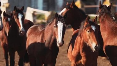 Atları istikrarlı sürüsü