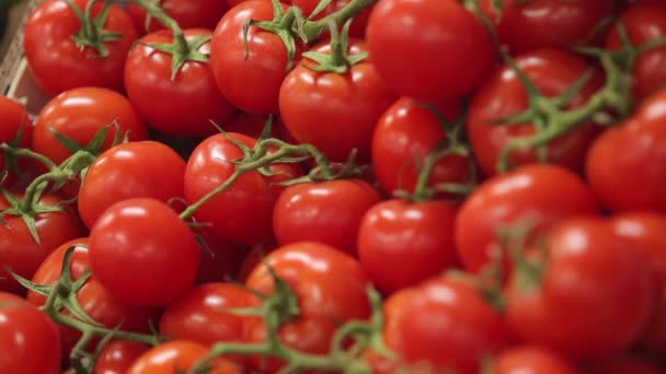 Czerwony dojrzałe pomidory — Wideo stockowe