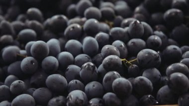 Koyu mavi üzüm. Demet üzüm