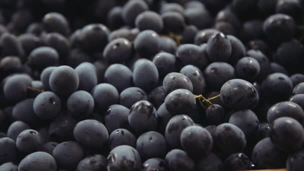 Uvas azuis escuras. Bando de uvas — Vídeo de Stock