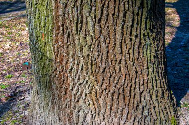 Sert meşe kabuğu dokusuna yakın çekim. Doğal desen ve dikey detaylar tasarım projelerinde arka plan ve dokular için yararlıdır..