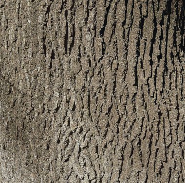 Sert meşe kabuğu dokusunun yakın çekiminin vektör çizimi. Doğal kalıp, dikey arkaplan ayrıntıları.