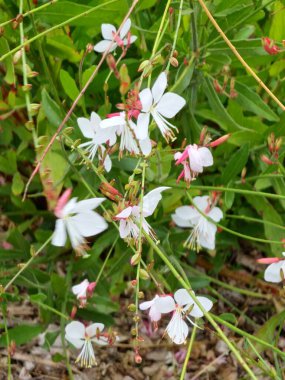 White Oenothera lindheimeri, commonly known as Lindheimer's beeblossom, white gaura, Lindheimer's clockweed, and Indian feather, is species of Oenothera.