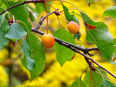 Ekim ayında meyveli Malus Prunifolia dalı. Plumleaf elma ağacında küçük sarı meyveler. Malus prunifolisi ya da Çin yaban elması.