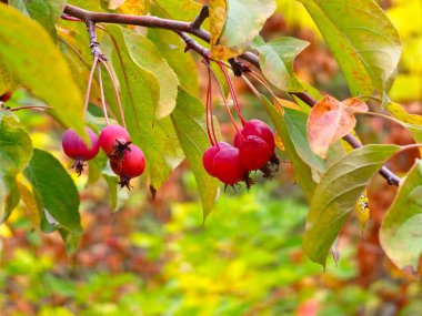 Malus transitoria berries closeup. Small red crabapple fruit on a tree branch in the garden. Decorative red apple tree in an autumn park