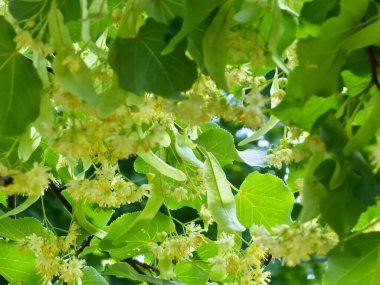 Yaprakları ve çiçekleri olan ıhlamur dalı, yakın plan..