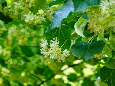 Güzel ıhlamur çiçekleri baharda yeşil yapraklarla açar. Sarı ıhlamur ağaçta çiçek açar. Doğal yayların arka planı. Eczane konsepti, doğal ilaç, çay.