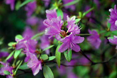 Lanet olası Maralnik. Pembe rhododendronların ilk bahar çiçekleri. Baharın başlarında.