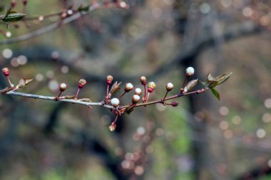 Beyaz bir Japon kayısı eriği, bir ağaç dalında çiçek açar. Erken bahar çiçekleri doğanın yenilenmesini ve güzelliğini simgeler..