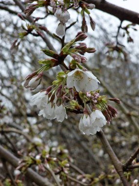 Bulutlu, yağmurlu bahar havasında erik alt cinsi. Beyaz, pembe kiraz çiçeklerinin arka planı. Çiçeklere yağmur damlaları.