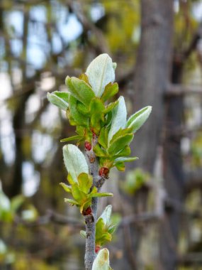 Bulanık arka planda Pseudocydonia Sinensis 'in genç yaprakları, seçici odaklanma. Baharın başlarında.