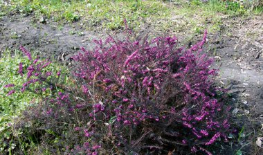 Pembe çiçek açan dekoratif bir çiçek. Üzerinde Erica Carnea Winter Beauty yazan bir tabela. Alp bitkisi. İlk bahar çiçekleri. Çiçek Duvar Kağıdı.