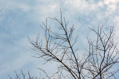Lonicera maackii, bulutlu gökyüzüne karşı ilkbaharın başlarında dallanır.