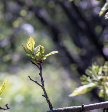 Crataegus arnoldii 'nin genç çekimleri baharda bir dalda yapılır. Seçici odaklanma. Arka plan bulanık. Yakın plan..
