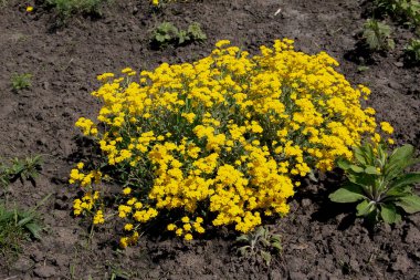 Altın alkalyuma ya da Aurinia Saxatilis 'in çiçeklenmesi.