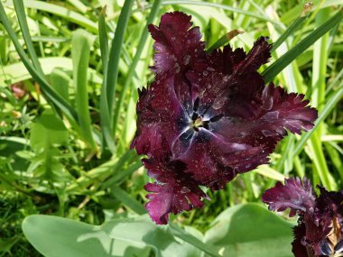 Pürüzlü lale, siyah papağan lalesi şehir parkındaki bulanık bir arka planda.