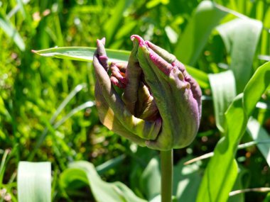 Bahar parkında, prens papağanlarının koyu mor laleleri yeni çiçek açmaya başlıyor..